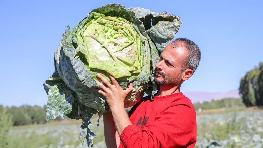 Erciş lahanasına Coğrafi İşaret Tescil Belgesi