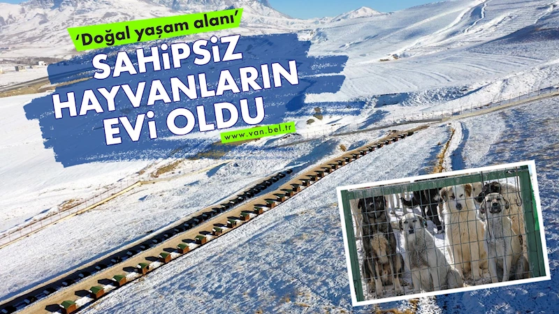 ‘Doğal yaşam alanı’ sahipsiz hayvanların evi oldu